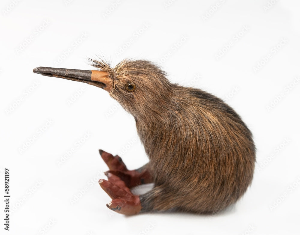 Kiwi