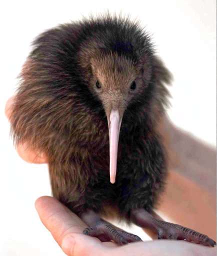 Kiwi