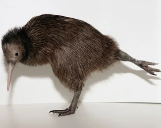 Kiwi