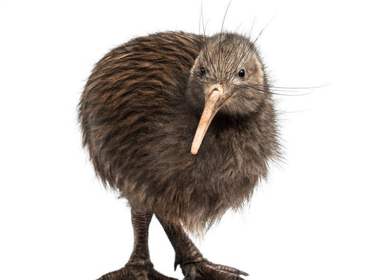 Kiwi